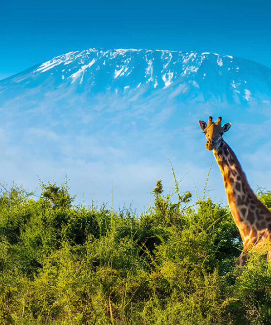 Tanzania – The Heart of African Wildlife